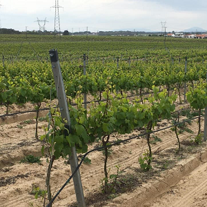Sustentabilidade na vitivinicultura