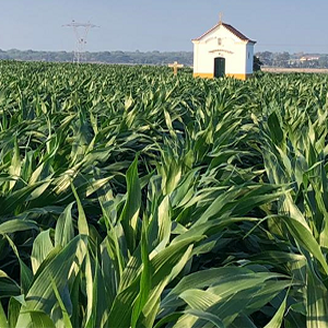 Cereais: Agricultura de precisão e sustentabilidade